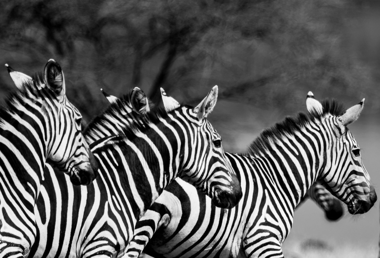 A herd of zebras